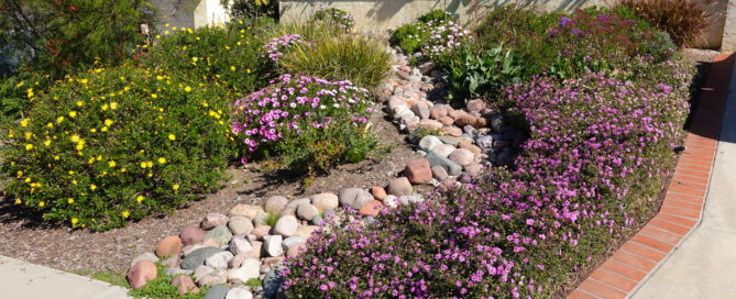 Why You Should Consider Installing Native Plants