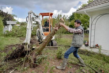 When It’s Time to Remove One or More Trees, Call on Us