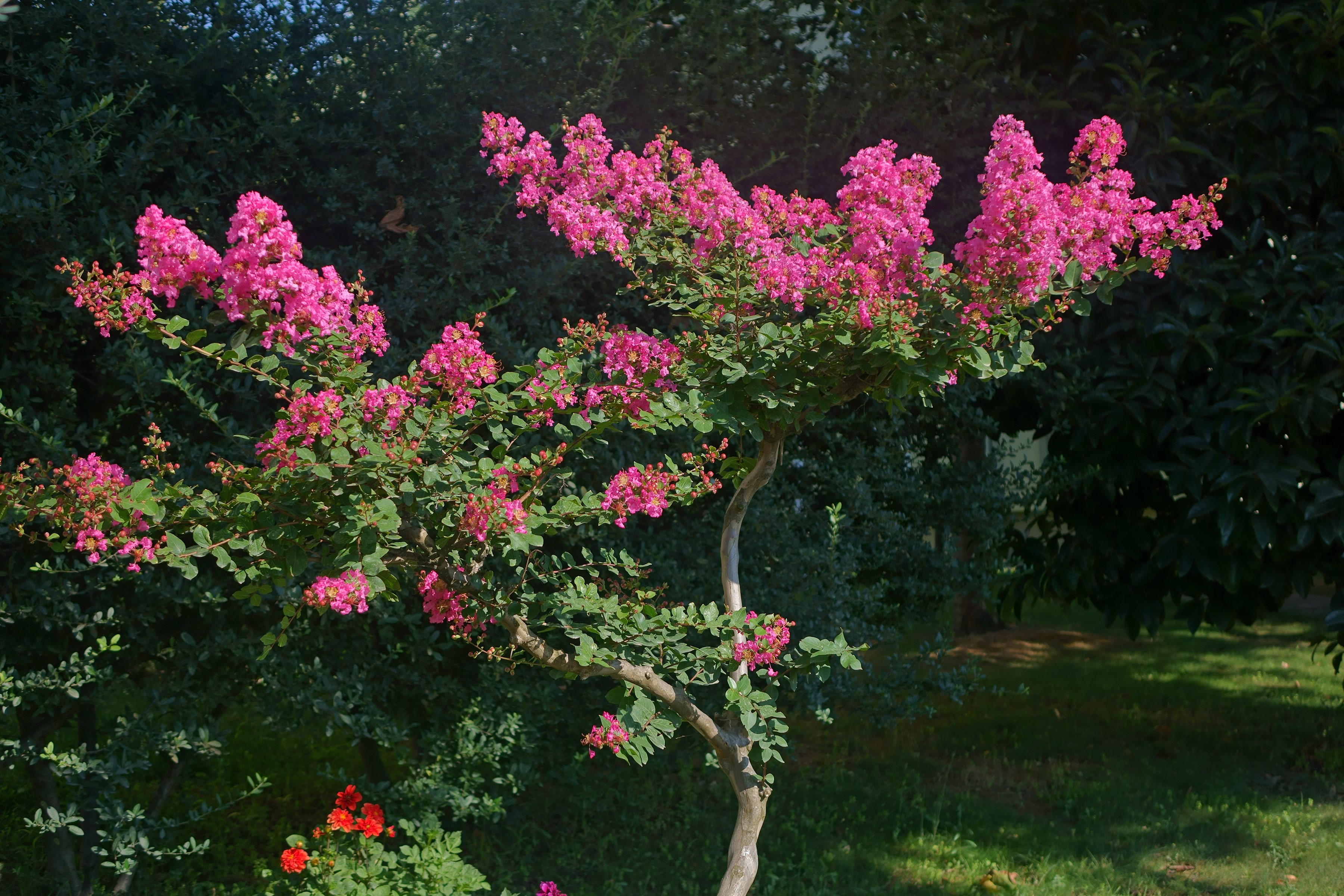 Flowering Trees That Work Well in South Florida