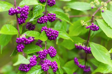 Should You Include Non-Native Flowers and Shrubs in Your Landscape?